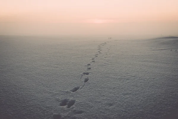 animal footsteps in snow  on cold morning - vintage effect toned