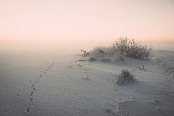 Zvířecích stopách ve sněhu na chladné ráno - vintage efekt laděných — Stock fotografie