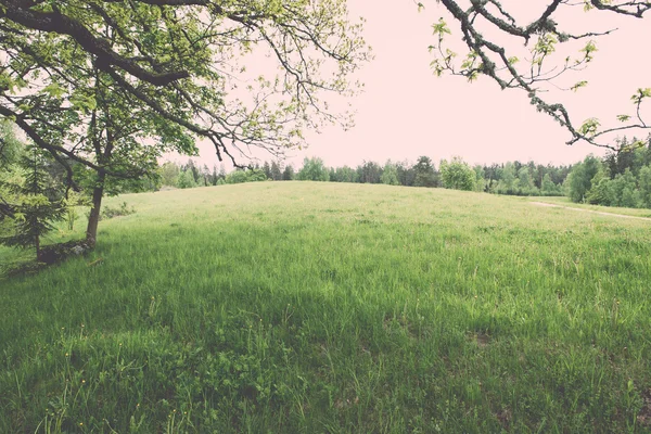 Campo fiorito e cielo azzurro con sole effetto vintage — Foto Stock