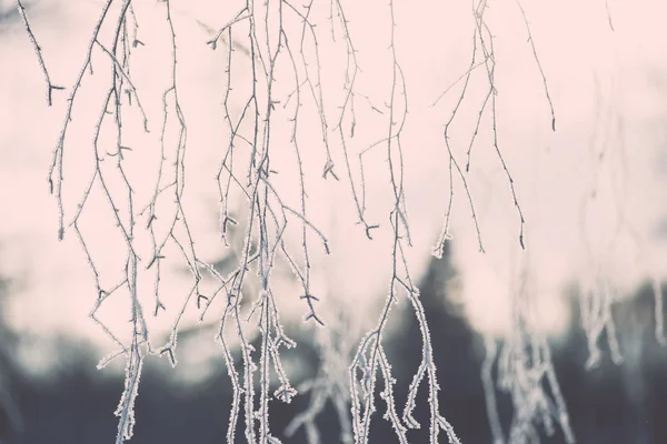 Filial i hoar frost på kall morgon - vintage effekt tonas — Stockfoto