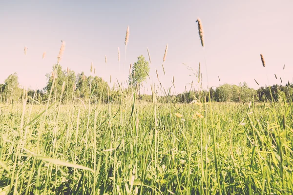 Квіткове поле і блакитне небо з сонцем - вінтажний ефект — стокове фото