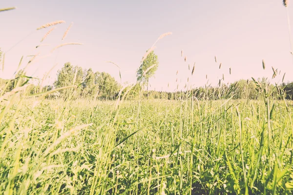 Bloem veld en de blauwe hemel met zon - vintage effect — Stockfoto