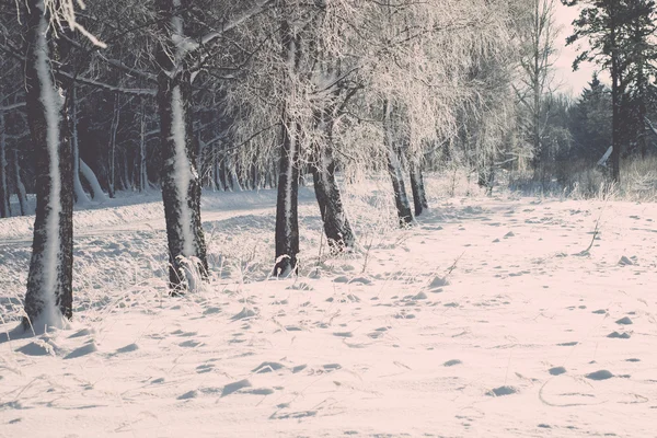 寒い朝 - トーンのヴィンテージの効果に霜の霜の枝 — ストック写真