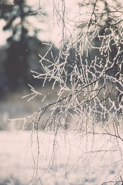 Branche en gelée blanche le matin froid - effet vintage tonique — Photo