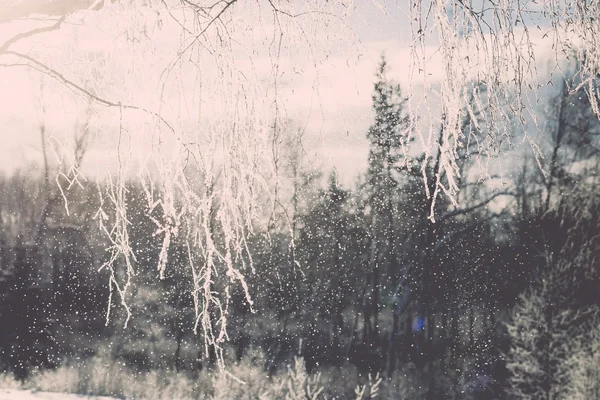 Branche en gelée blanche le matin froid - effet vintage tonique — Photo