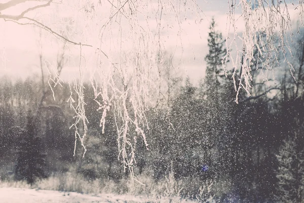 Ветка в седой мороз на холодное утро - винтажный эффект тонизируется — стоковое фото