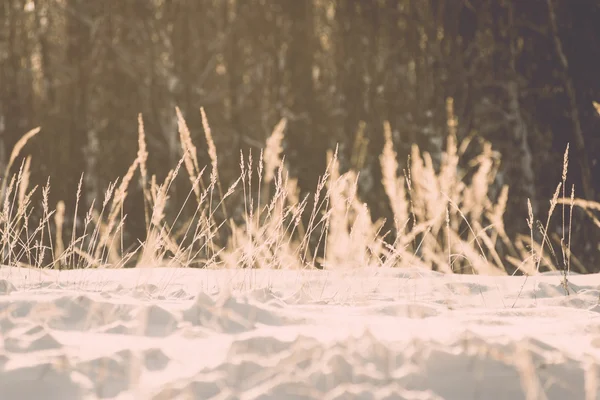 Branch in hoar frost on cold morning sunrise - vintage effect to — Stock Photo, Image