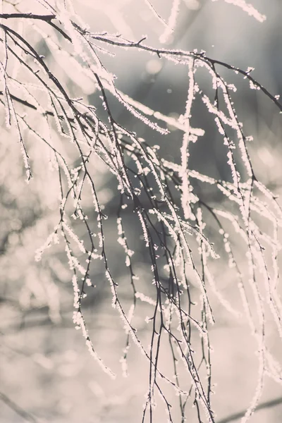 Branch in hoar vorst op koude ochtend - vintage effect toned — Stockfoto