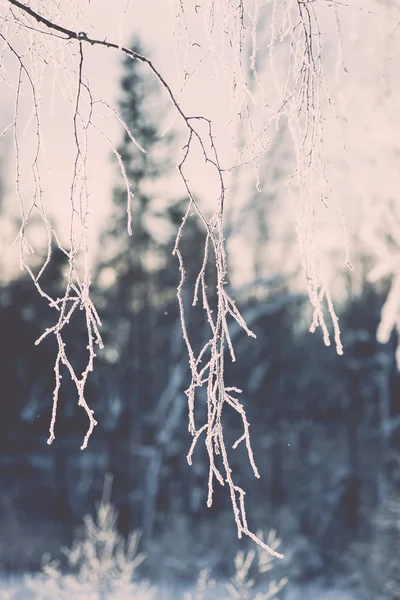 Detay Frost'un üzerinde soğuk sabah - vintage etkisi tonda dalında — Stok fotoğraf
