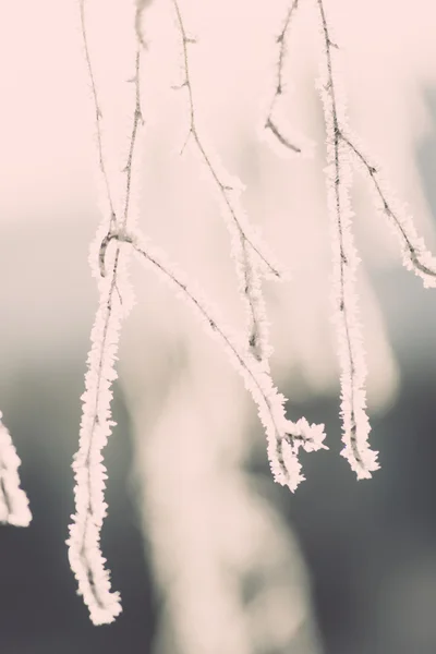 Ramo in brina gelo su mattina fredda - effetto annata tonica — Foto Stock