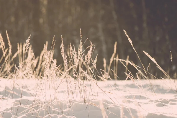 Ramo na geada do hoar no nascer do sol frio da manhã - efeito vintage para — Fotografia de Stock