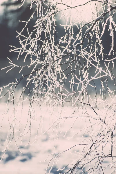 Ramo in brina gelo su mattina fredda - effetto annata tonica — Foto Stock