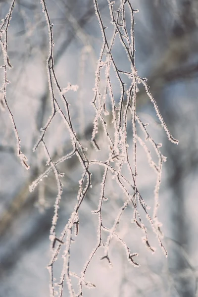 Ramo in brina gelo su mattina fredda - effetto annata tonica — Foto Stock