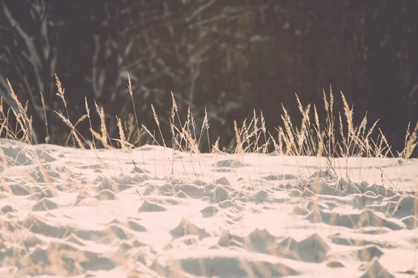 寒い朝日の出 - ビンテージ効果の霜の霜の枝 — ストック写真