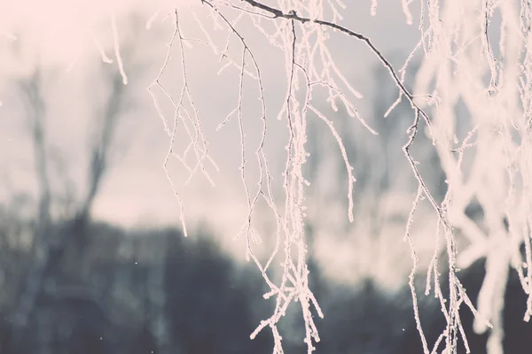 Ветка в седой мороз на холодное утро - винтажный эффект тонизируется — стоковое фото