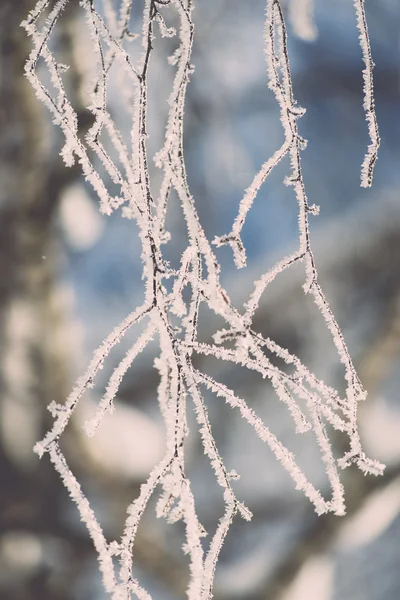 Ramo in brina gelo su mattina fredda - effetto annata tonica — Foto Stock