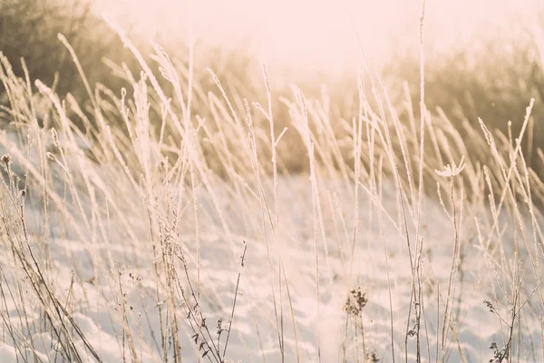 Branch in hoar frost on cold morning - vintage effect toned — Stock Photo, Image