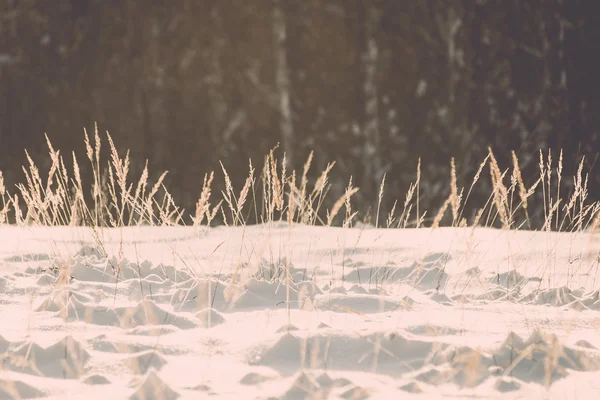 Ветки в седые морозы на холодный утренний восход солнца - винтажный эффект — стоковое фото