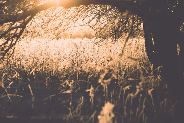 Branch in hoar vorst op koude ochtend zonsopgang - vintage effect — Stockfoto