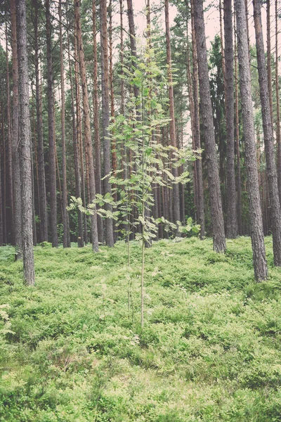 Bosque viejo con árboles cubiertos de musgo y rayos de sol en verano - v —  Fotos de Stock