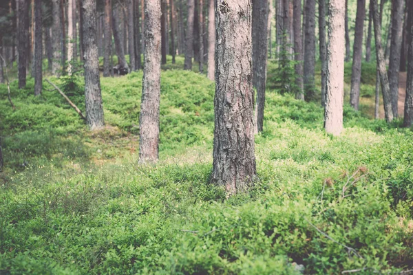 Starý Les s mechem pokryté stromy a paprsky slunce v létě - v — Stock fotografie