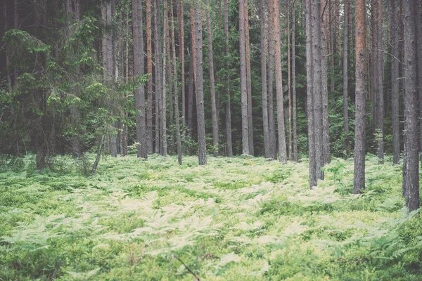 Alter Wald mit bemoosten Bäumen und Sonnenstrahlen im Sommer - v — Stockfoto