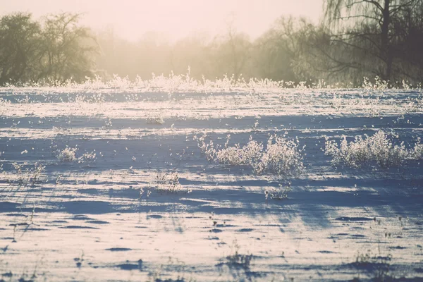 Branch in hoar vorst op koude ochtend zonsopgang - vintage effect — Stockfoto