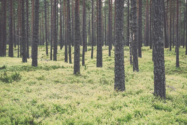 Moss ile eski orman kaplı ağaçlar ve güneş ışınlarının yaz aylarında - v — Stok fotoğraf