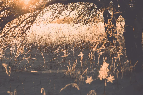 Branch in hoar vorst op koude ochtend zonsopgang - vintage effect — Stockfoto