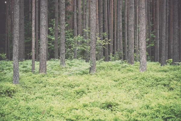 Oud bos met mos bedekt de bomen en stralen van de zon in de zomer - v — Stockfoto