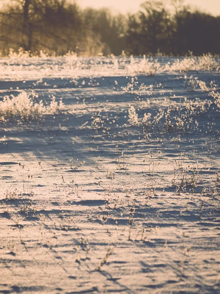 Ветки в седые морозы на холодный утренний восход солнца - винтажный эффект — стоковое фото