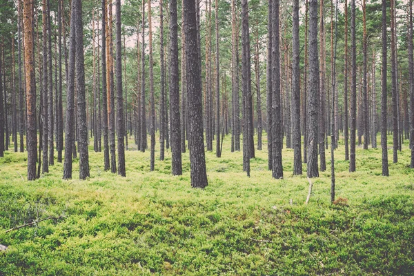 Bosque viejo con árboles cubiertos de musgo y rayos de sol en verano - v —  Fotos de Stock