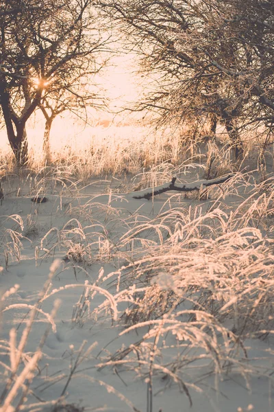 Branch in hoar frost on cold morning sunrise - vintage effect to — Stock Photo, Image