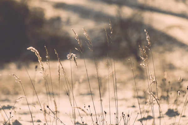 Branch in hoar frost on cold morning sunrise - vintage effect to — Stock Photo, Image