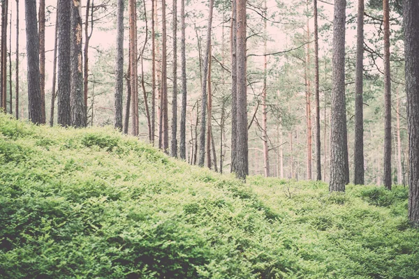 Moss ile eski orman kaplı ağaçlar ve güneş ışınlarının yaz aylarında - v — Stok fotoğraf