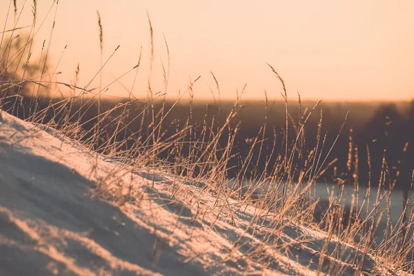 Ramo na geada do hoar no nascer do sol frio da manhã - efeito vintage para — Fotografia de Stock