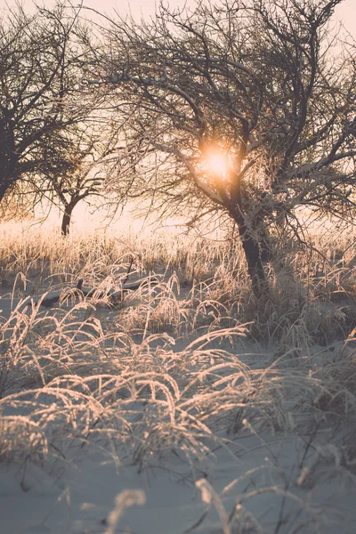 Hoar fagy, a hideg reggelen sunrise - vintage hatású ág — Stock Fotó