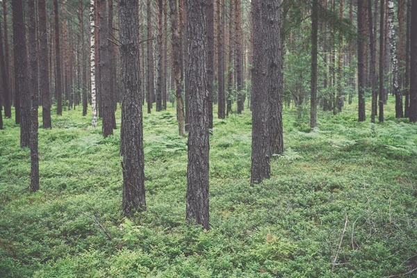 Old forest with moss covered trees and rays of sun in summer - v — Stock Photo, Image