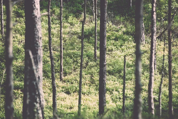 Starý Les s mechem pokryté stromy a paprsky slunce v létě - v — Stock fotografie