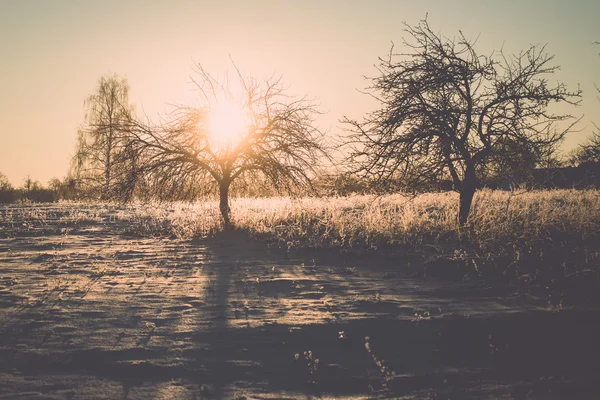 寒い朝日の出 - ビンテージ効果の霜の霜の枝 — ストック写真