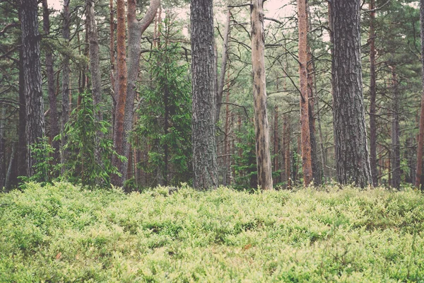 Vecchia foresta con alberi coperti di muschio e raggi di sole in estate - v — Foto Stock