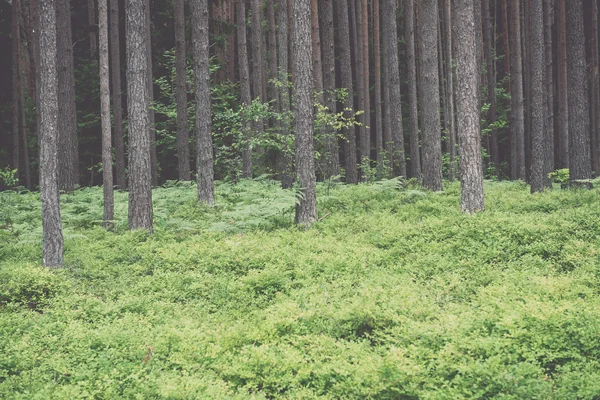 Vecchia foresta con alberi coperti di muschio e raggi di sole in estate - v — Foto Stock