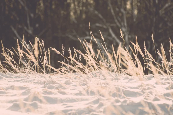 Branch in hoar frost on cold morning sunrise - vintage effect to — Stock Photo, Image