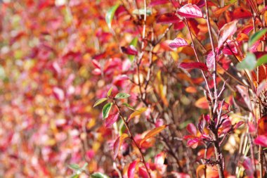 Parlak kırmızı sonbahar yapraklı çalı seçici odak noktasında güneş ışığıyla aydınlatılıyor. Renkli sonbahar mevsimi.