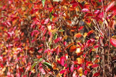 Parlak kırmızı sonbahar yapraklı çalı seçici odak noktasında güneş ışığıyla aydınlatılıyor. Renkli sonbahar mevsimi.