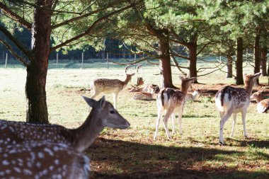 Bir geyik sürüsü ve geyik sürüsü çayırda otluyor. Kızıl geyik ya da Avrupa geyiği. Geyik çiftliği