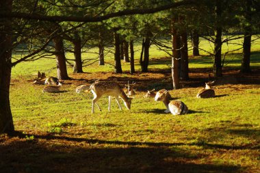 Bir geyik sürüsü ve geyik sürüsü çayırda otluyor. Kızıl geyik ya da Avrupa geyiği. Geyik çiftliği