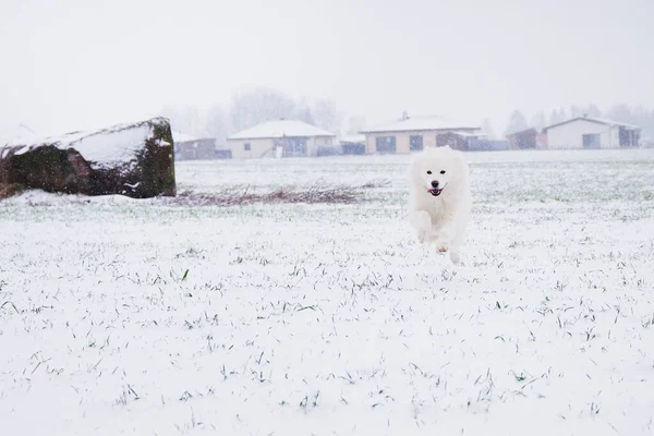 白色萨摩亚犬或Bjelkier在户外雪地里奔跑 活泼的宠物户外 冬季及季节 — 图库照片