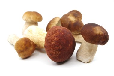 Beyaz arka planda Boletus mantarları. Boletus yemek için hazırlandı. Boletus Edulis. Yakın çekim.