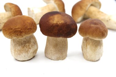 Beyaz arka planda Boletus mantarları. Boletus Edulis. Boletus yemek için hazırlandı. Yakın çekim.